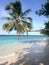 Unusual horizontal palm tree on the background of the ocean