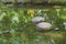 Unusual, interesting array of water fountain equipment in a lush green, Thai park canal.