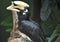 Unusual Large Black Hornbill Bird in the Rain Forest