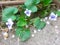 Unusual little blue and white flower with big green leaves