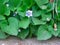 Unusual little blue and white flower with big green leaves