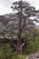 Unusual lonely magic pine grows in the Caucasus Mountains
