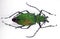 Unusual metallic green iridescent longhorn beetle Psalidognathus friendi female.
