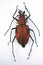Unusual metallic red iridescent longhorn beetle Psalidognathus friendi female.