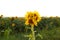 Unusual modified sunflower mutation at field. Deformulated conjoined mutated yellow flower with three heads. Climate