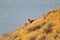 An unusual morning photo of a male and two female pheasants descend along a steep slope