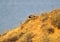 An unusual morning photo of a male and two female pheasants descend along a steep slope