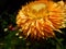 Unusual mysterious orange flower macro on a blurred background