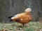 Unusual Orange Duck - Ogar