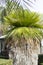 Unusual palm trees
