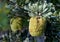 Unusual pendulous flowers of the Australian native Yellow Lantern Banksia, Banksia Lemanniana, family Proteaceae