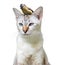 Unusual pet friendship between a cute cat and little bird, isolated on a white background