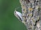 Unusual photo common treecreeper Certhia familiaris