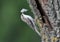 Unusual photo common treecreeper Certhia familiaris