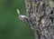 Unusual photo common treecreeper Certhia familiaris