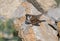Unusual photo of a tree sparrow