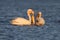 Unusual photo of white pelican with wide open beak