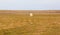 Unusual picture: polar bear on land in the polar day period. Novaya Zemlya archipelago, South island