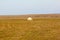 Unusual picture: polar bear on land in the polar day period. Novaya Zemlya archipelago, South island