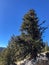 Am Unusual Pine Tree in Yosemite