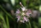 Unusual pink flower, like natural lacework