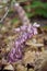 Unusual pink flowers of common toothwort, inflorescence of rare parasitic plant, living underground on tree roots