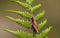 A unusual pink Grasshopper perching on a bracken.