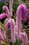 Unusual pink Sanguisorba hakusanensis fluffy perennial flowers, also known as Lilac Squirrel, at RHS Wisley, Surrey UK