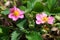 Unusual pink strawberry flowers with yellow center