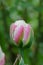 Unusual pink and white Ice cream tulip