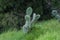 Unusual plant combination - cactus surrounded by thick grass on the Big Island of Hawaii