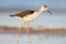 Unusual Portrait young black-winged stilt