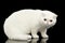 Unusual Pure White Exotic Cat, Red Eyes, Isolated Black Background