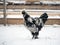 An unusual rare breed of chicken Pavlovskaya silver walks in the snow