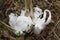 Unusual Rare Frost Flowers - Ice Flowers - Ice Fringes or Filaments