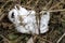 Unusual Rare Frost Flowers - Ice Flowers - Ice Fringes or Filaments