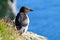 Unusual razorbill seabird with thick beak with white stripes