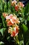 Unusual red-peach blossoms were bought up on one stem, like a flock of little moths