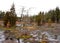 Unusual scenic landscape of spruce flats bog in the Laurel highlands.