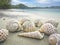 Unusual seashells on the white sand on the coast of the sea the color of azure