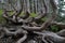 Unusual shape or tree trunks at Mount Roberts, Alaska, close up