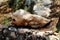 Unusual shaped rock formation resembling fish with face mouth nose and eyes resting in shade of large tree on traditional stone