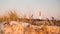 Unusual shot of a blurred Barnegat Lighthouse with sharp dune vegetation in the foreground