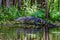 An Unusual Shot of a Large American Alligator (Alligator mississippiensis) Walking on a Lake Bank in the Wild