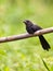 The unusual Smooth-billed Ani