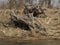 Unusual snags stick out over the dune towards a wide river. Stumps and grass by the river. Natural landscape