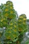 Unusual spectacular foliage of the Western Australian native Royal Hakea, Hakea victoria, family Proteaceae