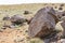 Unusual spherical shape of stones in the Kazakh steppe Mangistau