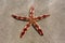 Unusual Spotted Starfish On The Beach