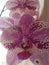 Unusual Spotty Pink and White Orchid